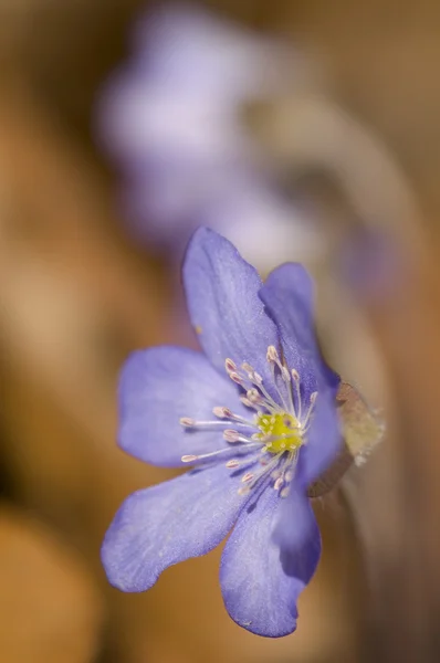 Hepatica nobilis — Fotografia de Stock