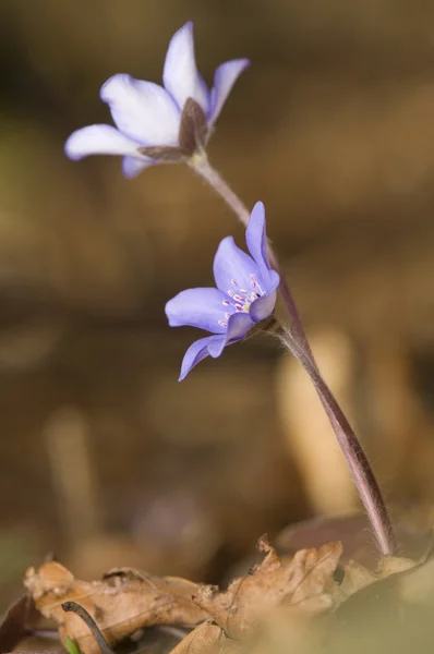 Hepatica nobilis — Zdjęcie stockowe