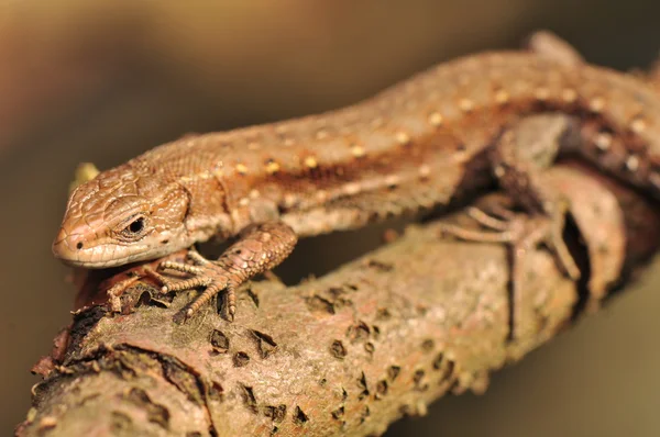 Zootoca vivipara — Stock fotografie