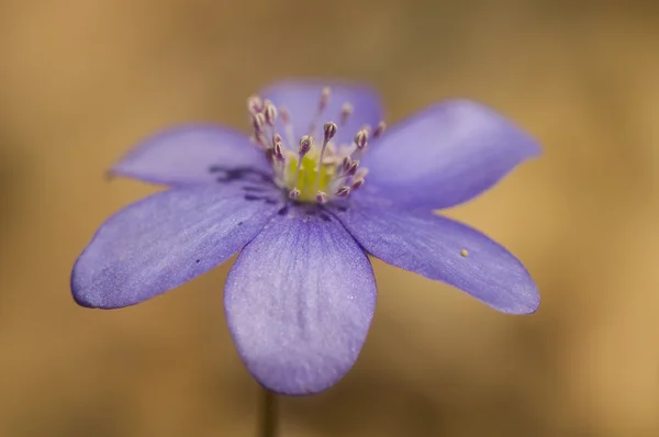 Hepatica nobilis — 스톡 사진