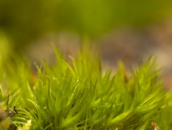 Verde musgo — Foto de Stock