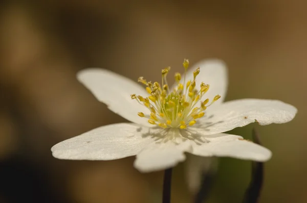 Anemone nemorosa Stockbild