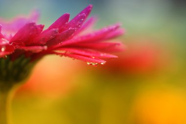 closeup waterdrops ile kırmızı papatya gerbera