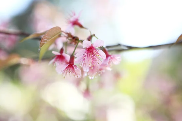 Flor de cerejeira, flor sakura rosa com gota de água — Fotografia de Stock