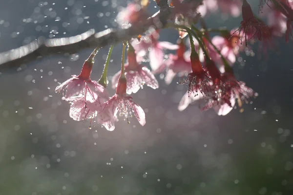 Kirschblüte, rosa Sakura-Blume mit Wassertropfen — Stockfoto