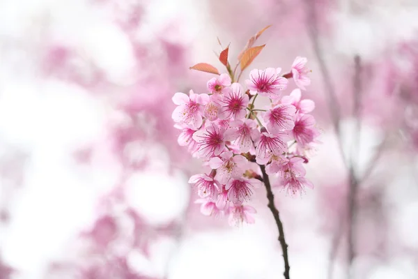 Fiore di ciliegio — Foto Stock
