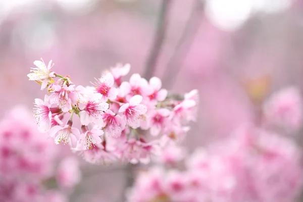 Cseresznyevirág — Stock Fotó