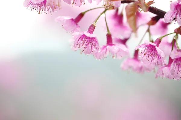 Třešňový květ — Stock fotografie