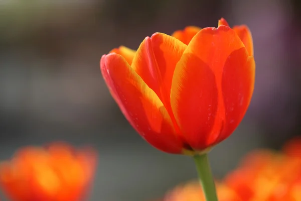 stock image Red Orange Yellow Tulips