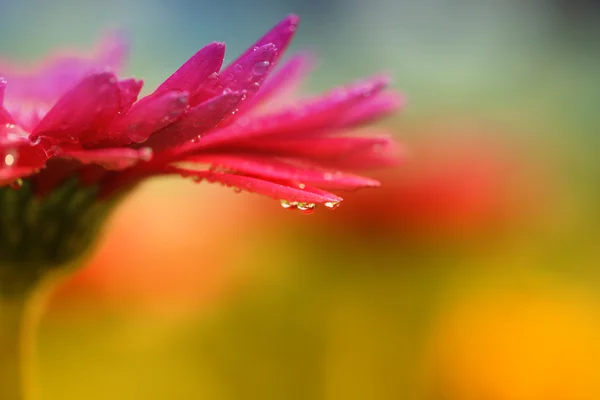水滴と赤いデイジー ガーベラのクローズ アップ — ストック写真
