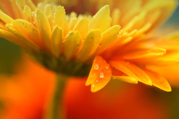 Close-up van rode daisy-gerbera met waterdrops — Stockfoto