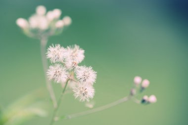 Close-Up dereotu çiçek umbels Güz