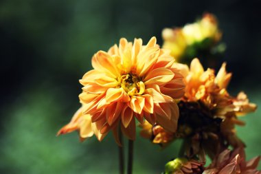 closeup ile sığ dof parlak sarı çiçek