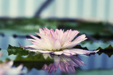 güzel, lotus çiçeği doğa arka planda