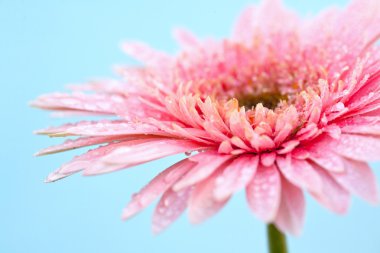 makro pembe cosmos çiçek