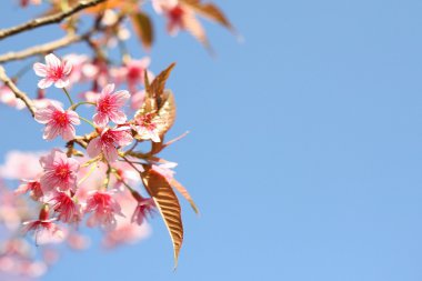 kiraz çiçeği, pembe sakura çiçek