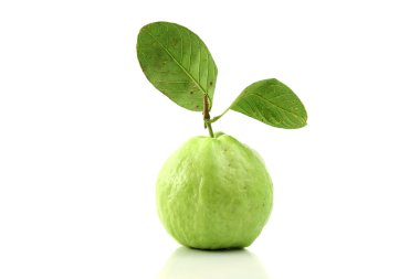 Guava isolated in white background clipart