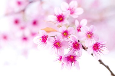 Cherry blossom , pink sakura flower clipart