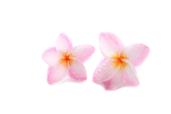 Pink flower isolated on white background — Stock Photo, Image