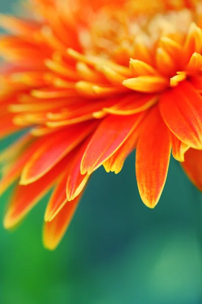 Primo piano di fiori d'arancio — Foto Stock