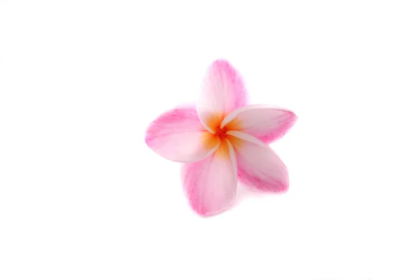 Růžová květina izolované na bílém pozadí — Stock fotografie