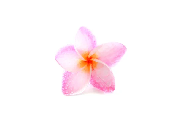 stock image Pink flower isolated on white background