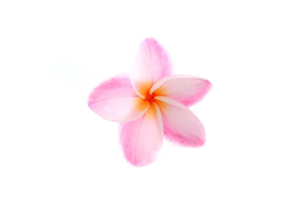 白い背景に孤立したピンクの花 — ストック写真