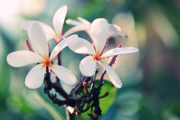 Closeup of white flowers — Stock Photo, Image