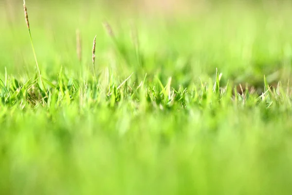Grass in close-up — Stock Photo, Image