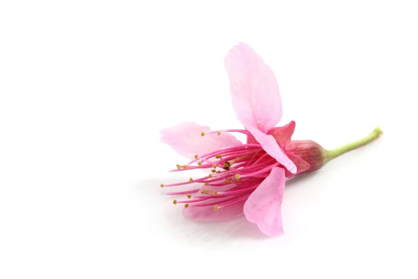 ピンク、桜さくらの花 — ストック写真