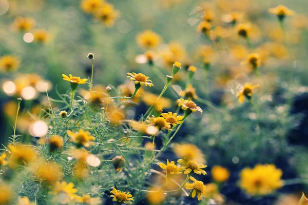 stock image Soft-focus close-up of yellow flowers with raindrop