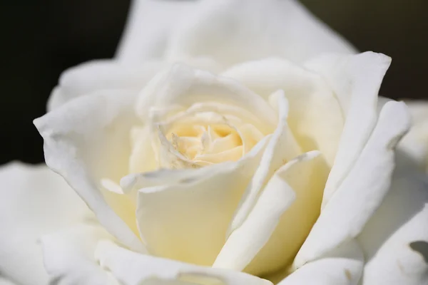 O singură floare de trandafir moale aproape — Fotografie, imagine de stoc