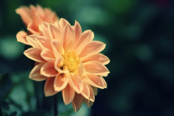 浅い自由度と明るい黄色の花のクローズ アップ — ストック写真