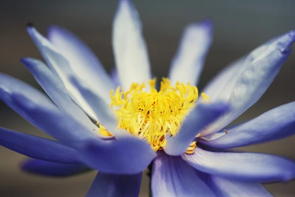 Bela flor de lótus no fundo da natureza — Fotografia de Stock