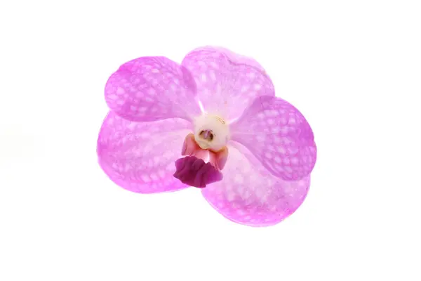 Pink orchid isolated in white background — Stock Photo, Image