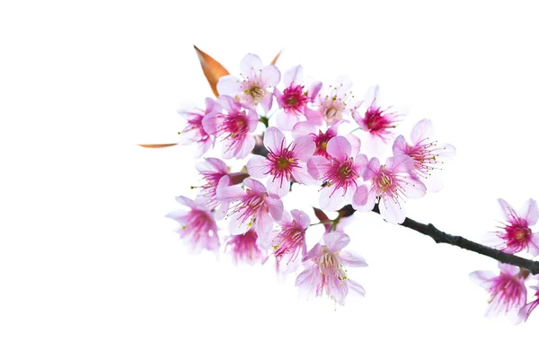 Třešňový květ, růžový květ sakura v bílém pozadí — Stock fotografie