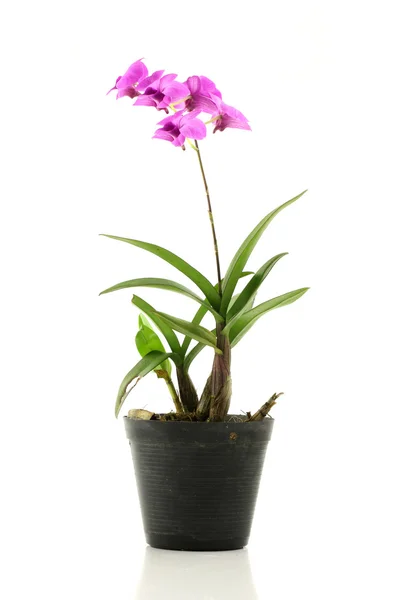 Spring pink flower with flowerpot isolated on white background — Stock Photo, Image