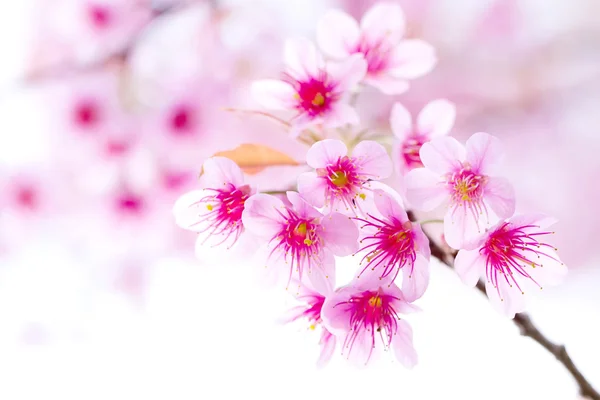 Flor de cerezo, flor de sakura rosa —  Fotos de Stock