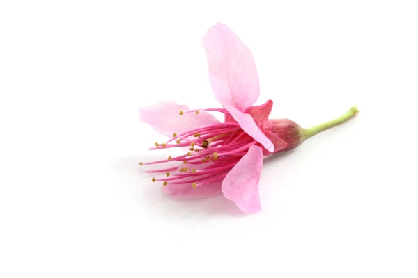 ピンク、桜さくらの花 — ストック写真