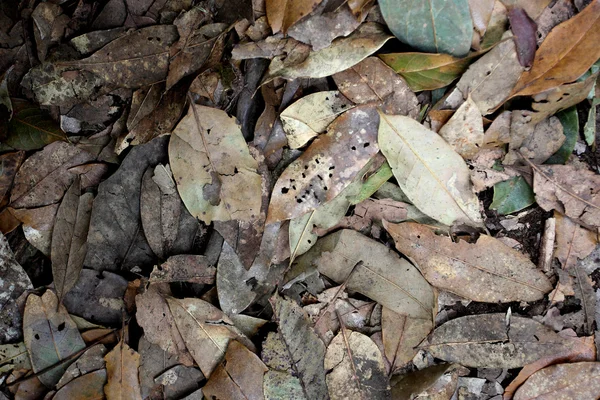 stock image Old leaf background