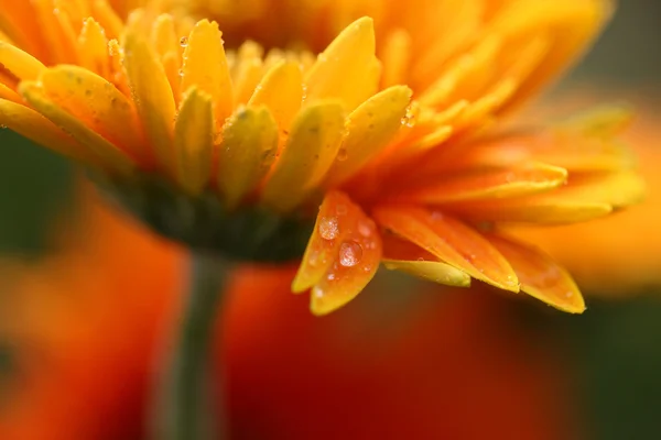 Close-up van gele daisy gerbera met waterdrops — Stockfoto