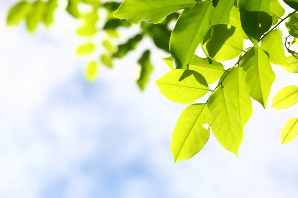 Green leave with blue sky — Stock Photo, Image