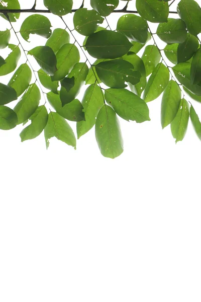 Green leave on white background — Stock Photo, Image