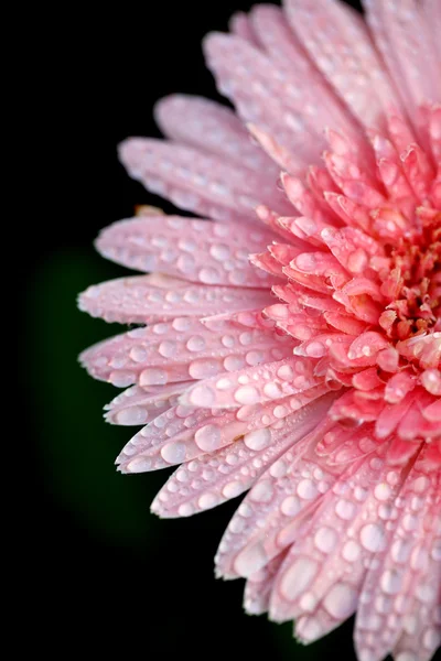 Frühling rosa Blume isoliert auf weißem Hintergrund — Stockfoto