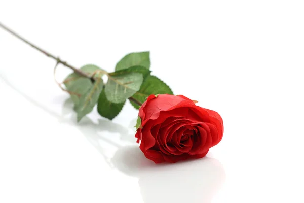 Flor de rosa roja aislada en fondo blanco — Foto de Stock