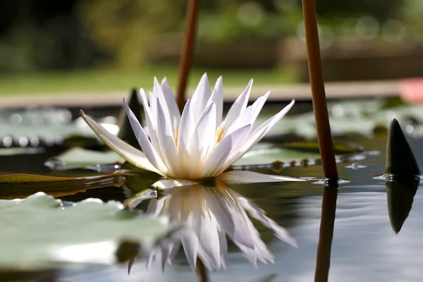 Schöne Lotusblume in der Natur Hintergrund — Stockfoto