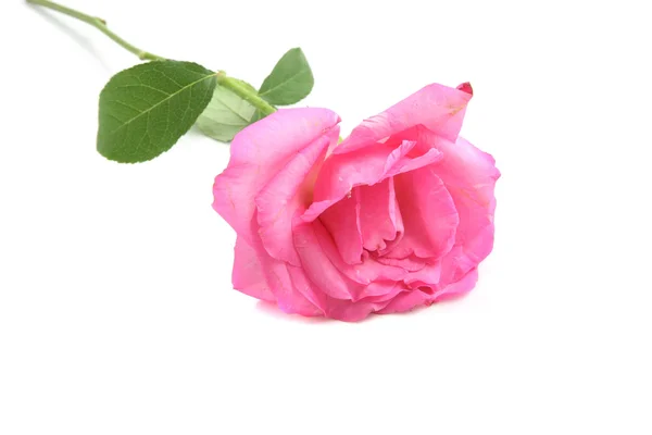 Rosa rosa flor aislada en fondo blanco — Foto de Stock