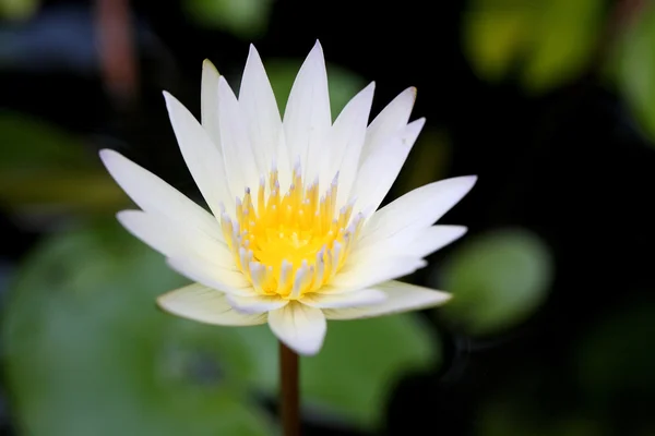 Belle fleur de lotus dans la nature fond — Photo