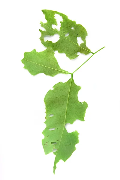 stock image Green leaf isolated in white background