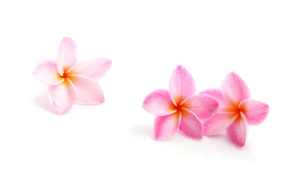 白い背景で隔離のピンク春花 — ストック写真